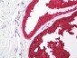 KLK3 / PSA Antibody (clone 2B7)